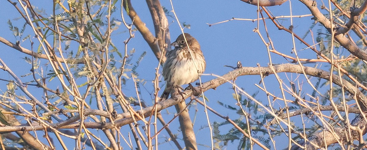 Savannah Sparrow - ML646444848