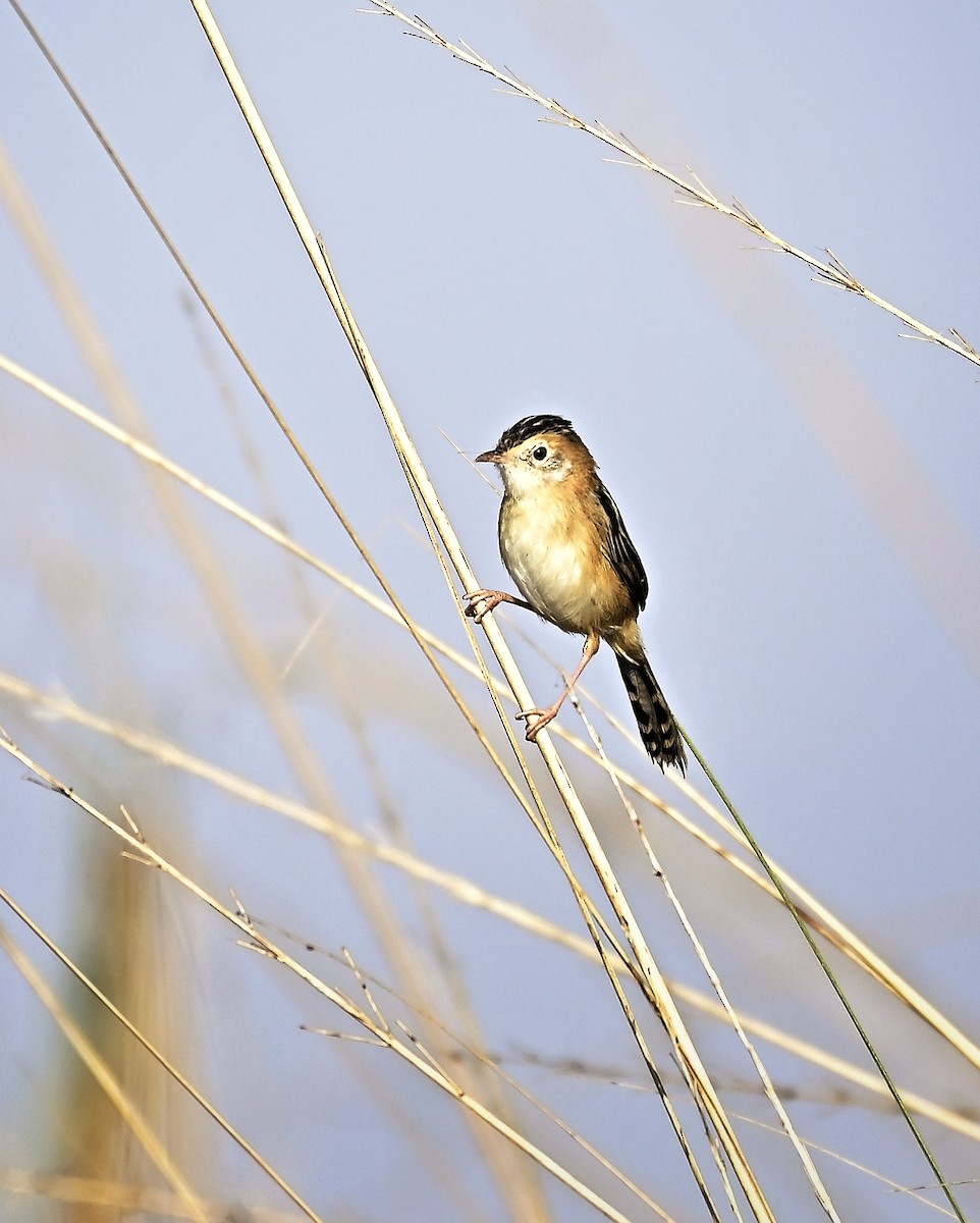 Golden-headed Cisticola - ML646444849