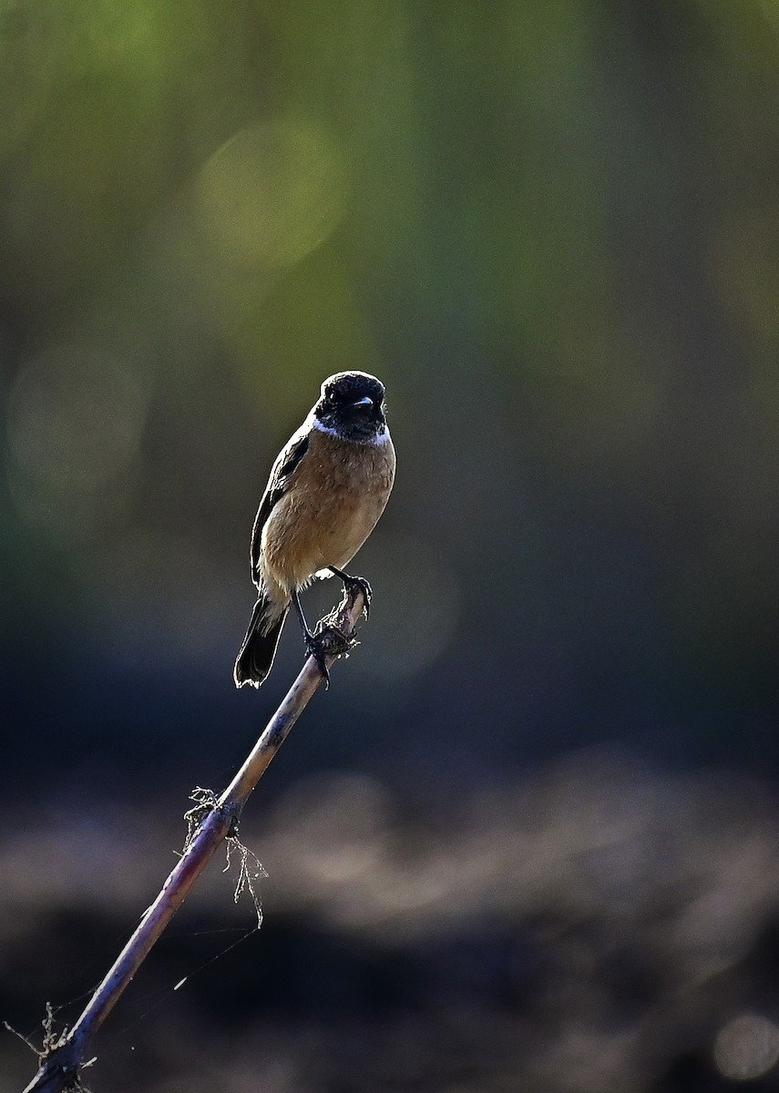 Siberian Stonechat - ML646444851