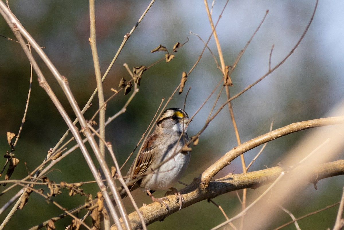 White-throated Sparrow - ML646444852