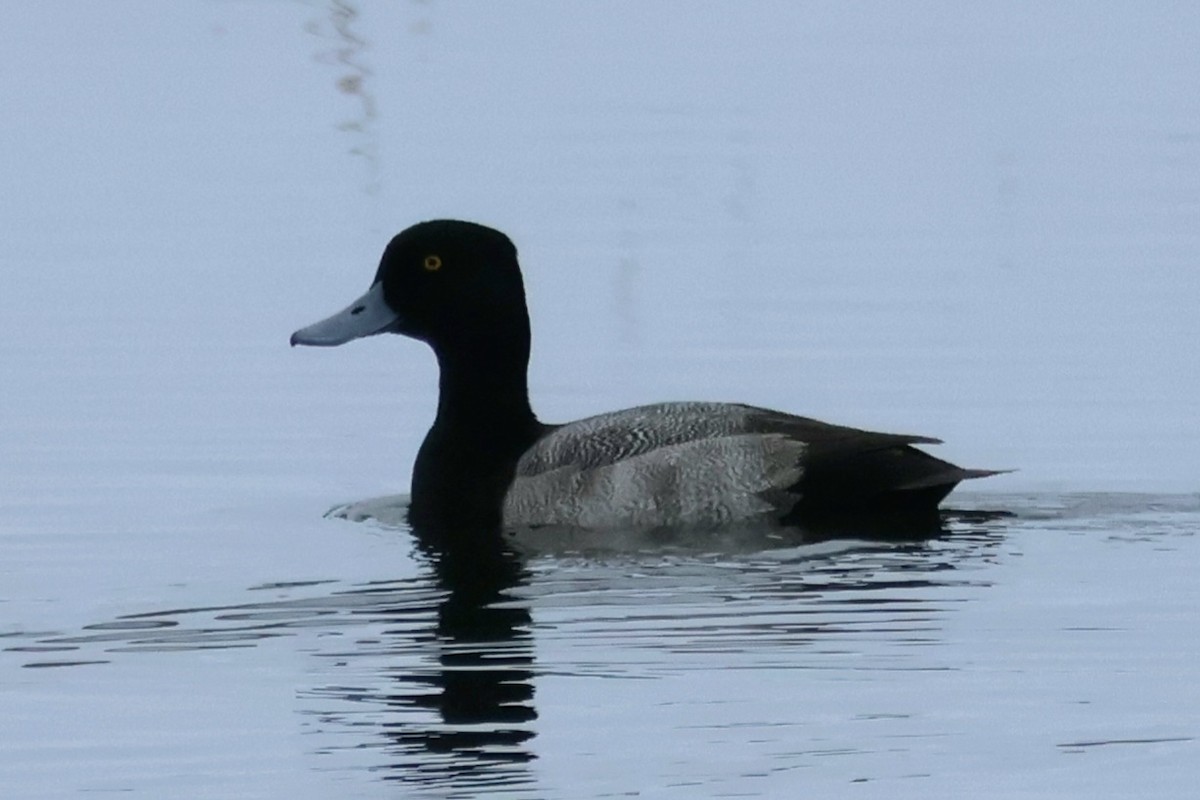 小斑背潛鴨 - ML646444853