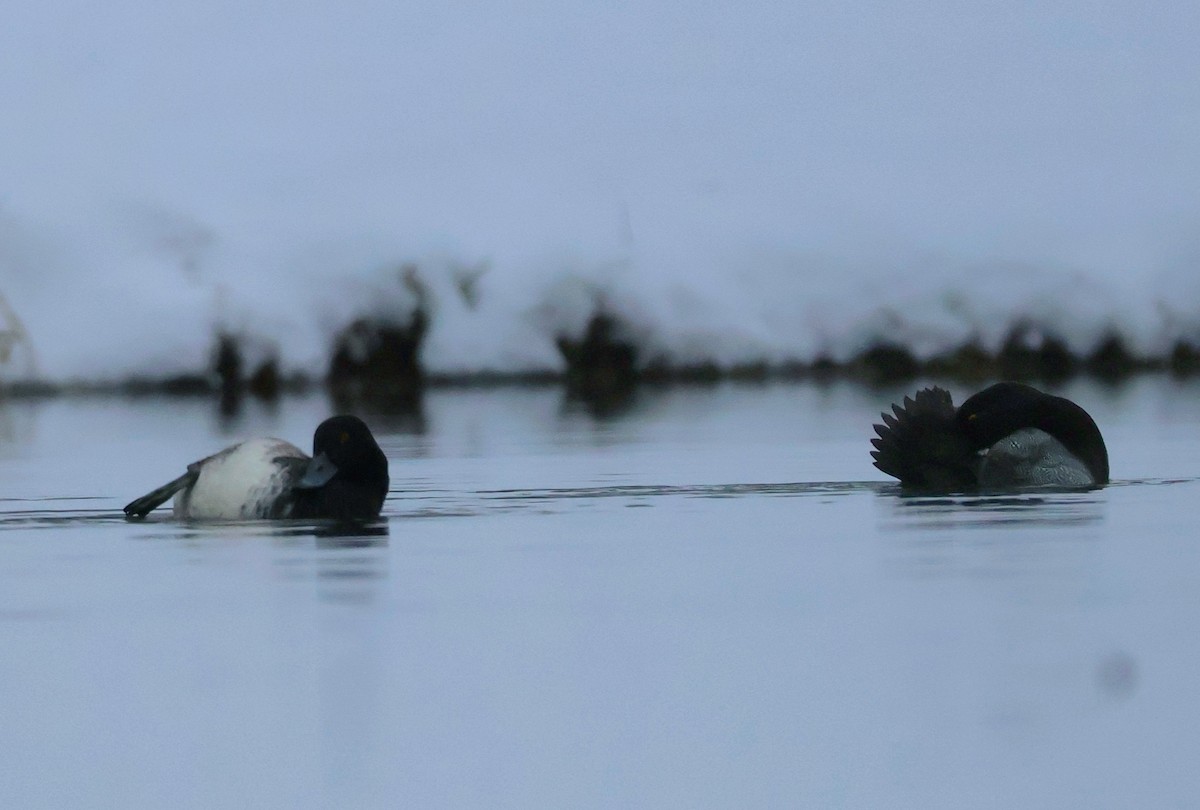 小斑背潛鴨 - ML646444854