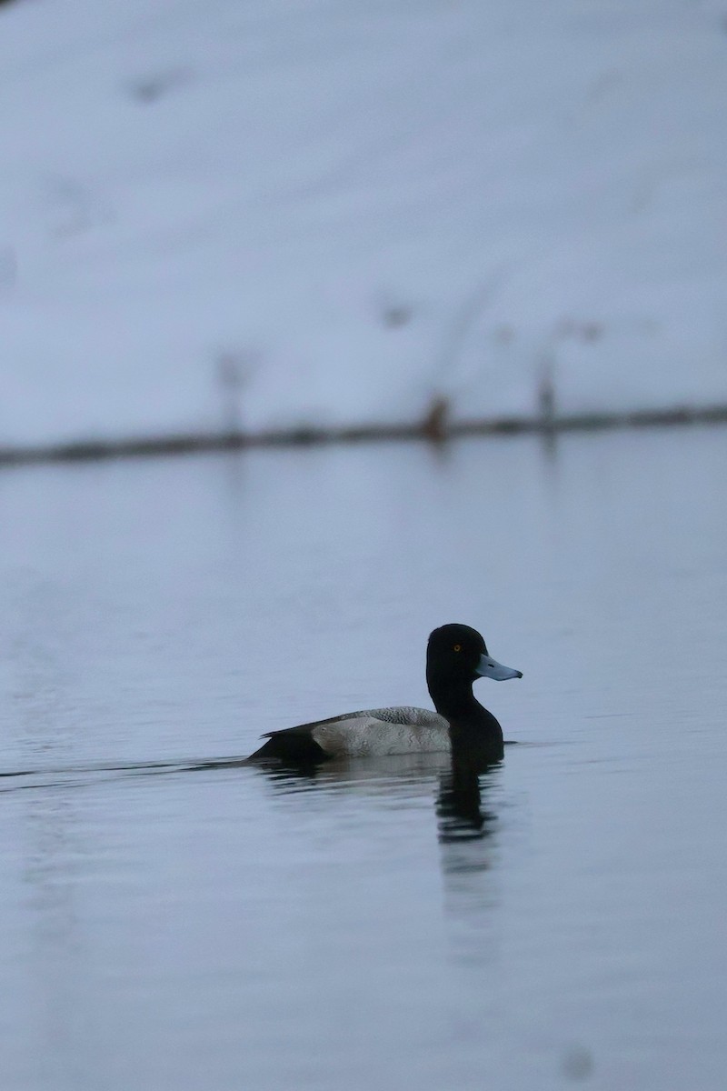 コスズガモ - ML646444855