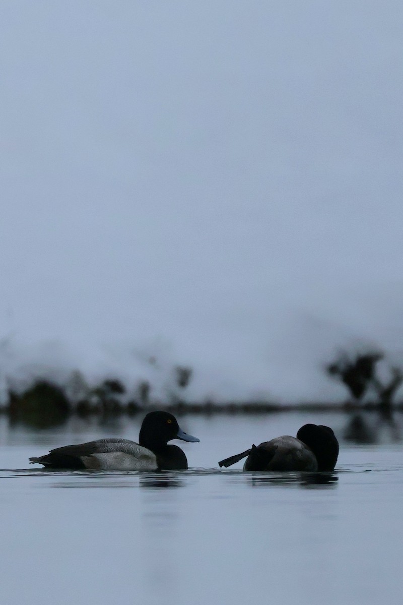 小斑背潛鴨 - ML646444856