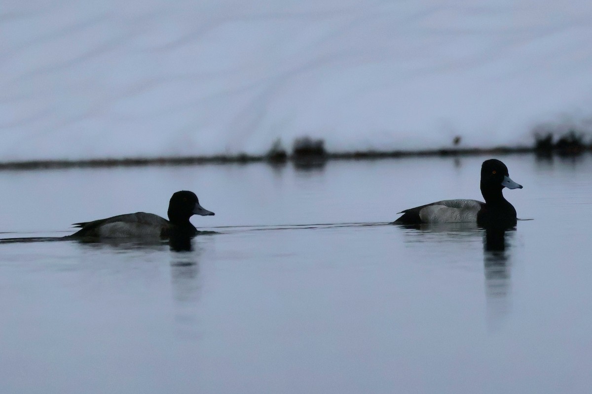 コスズガモ - ML646444857