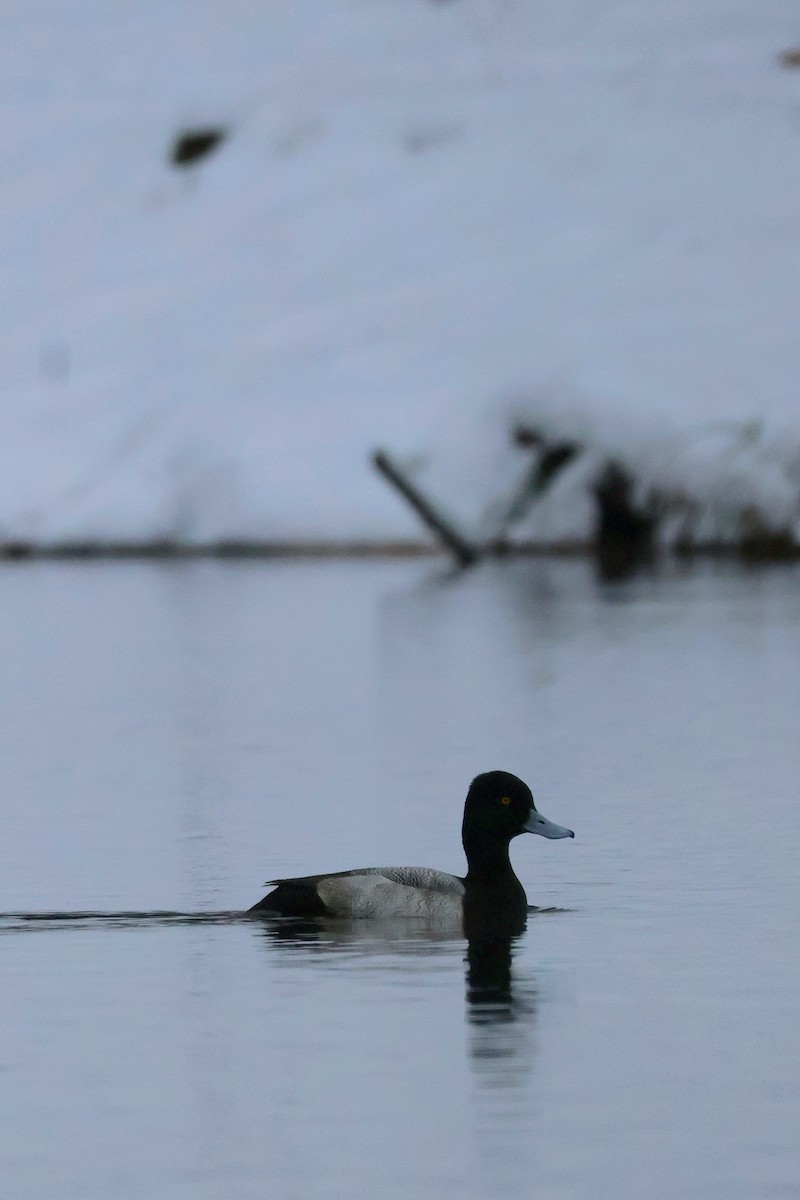 小斑背潛鴨 - ML646444858