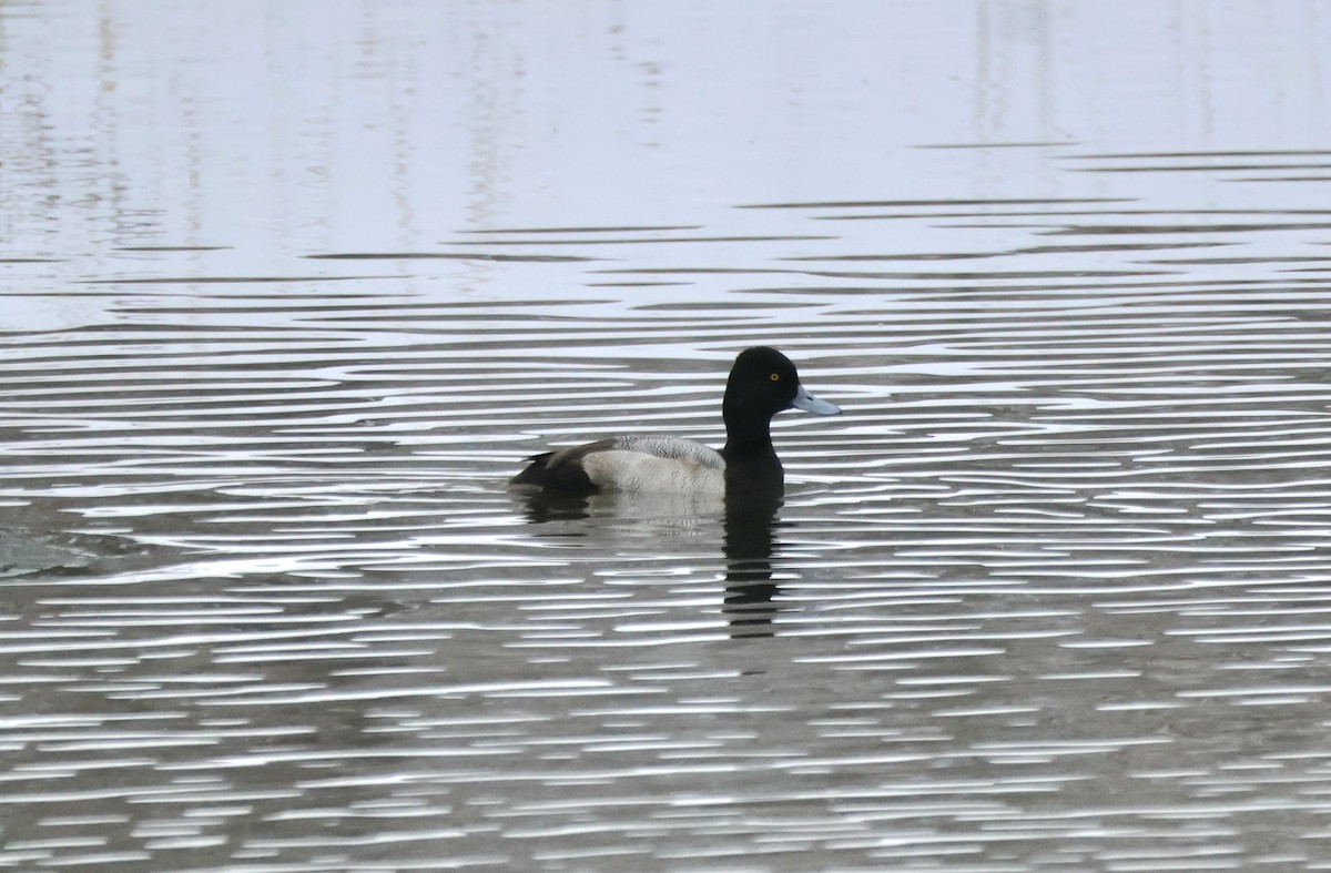 小斑背潛鴨 - ML646444859