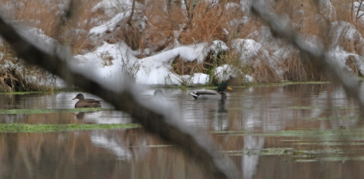 綠頭鴨 - ML646444860