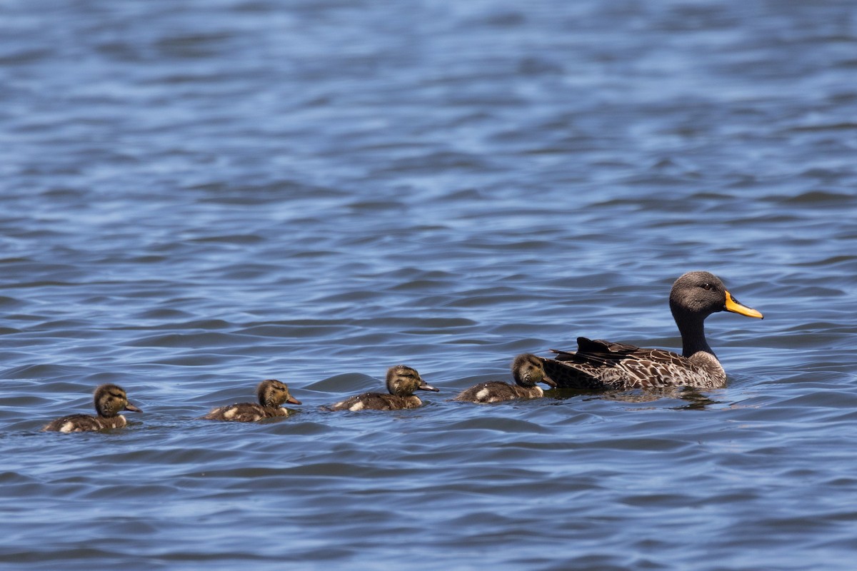 Yellow-billed Duck - ML646444861