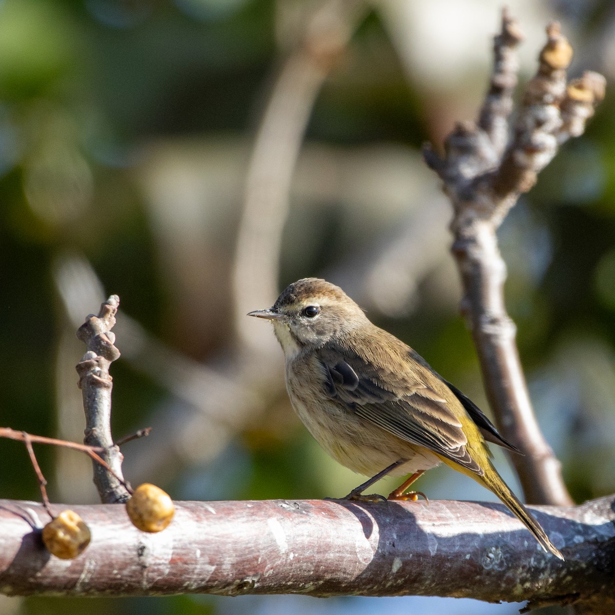 Palm Warbler - ML646444862