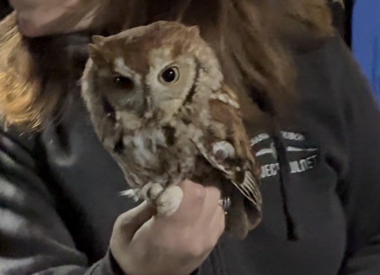 Eastern Screech-Owl - ML646444864