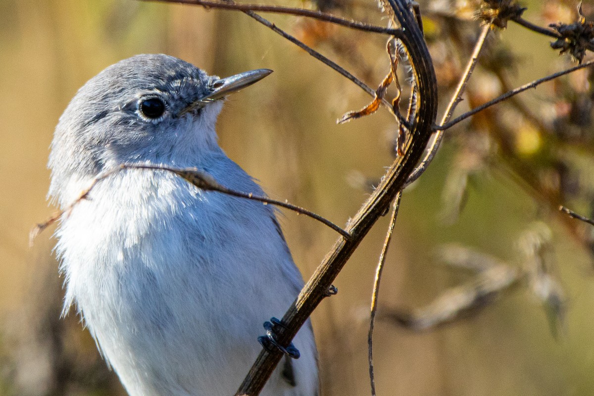 Blue-gray Gnatcatcher - ML646444865
