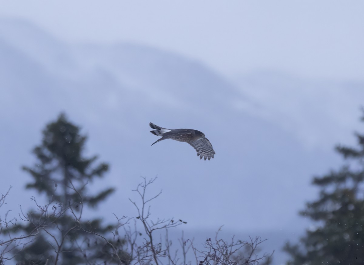 Cooper's Hawk - ML646444866