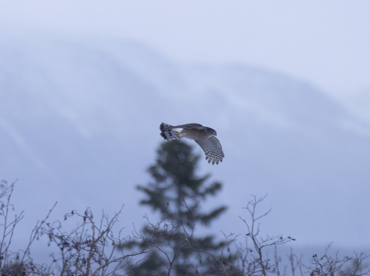 Cooper's Hawk - ML646444867