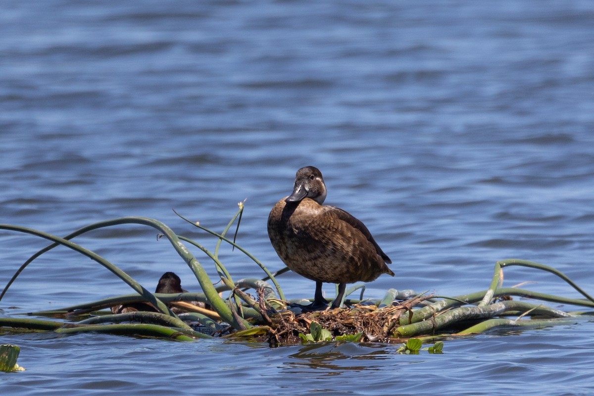Southern Pochard - ML646444868