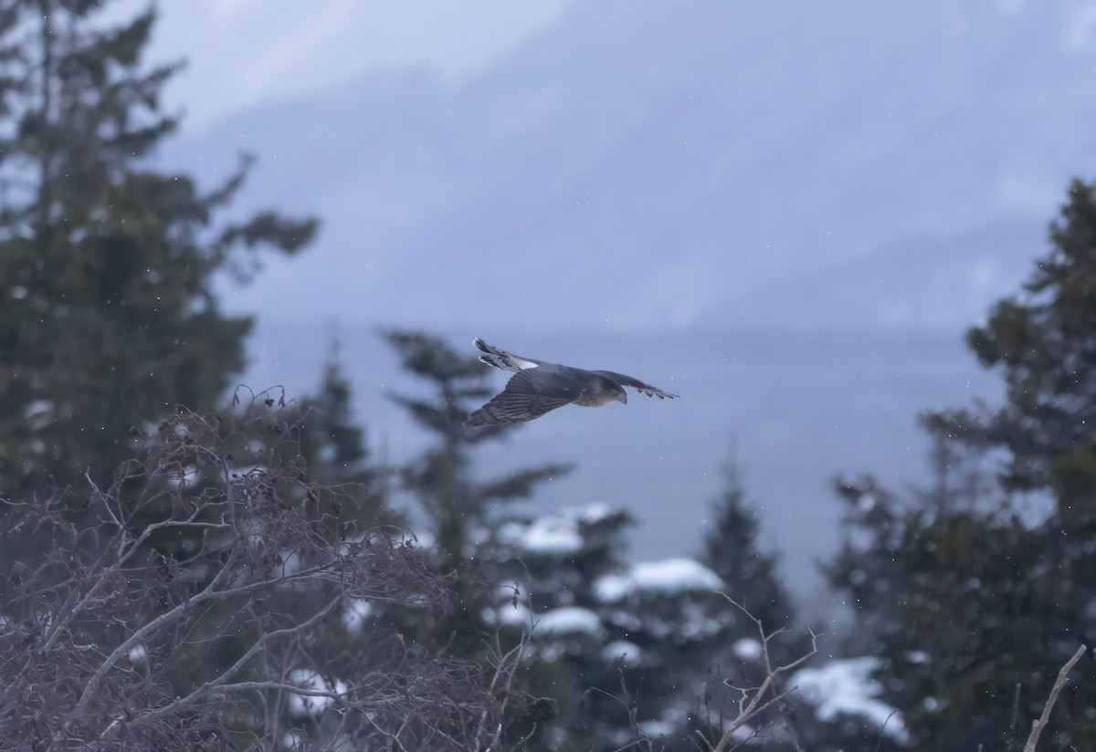 Cooper's Hawk - ML646444869