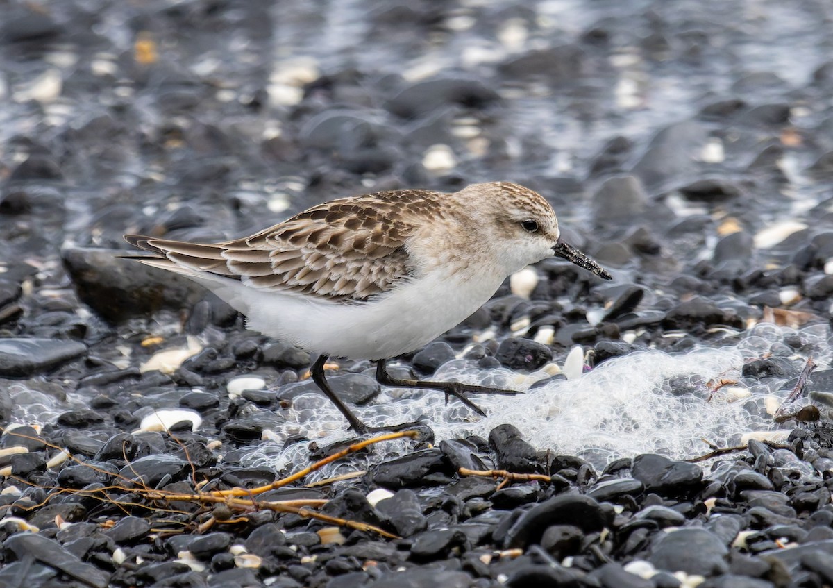 紅胸濱鷸 - ML646444871