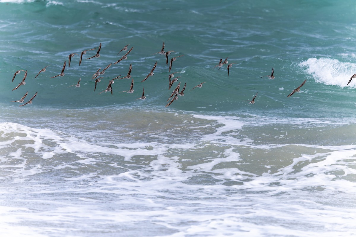 紅胸濱鷸 - ML646444872