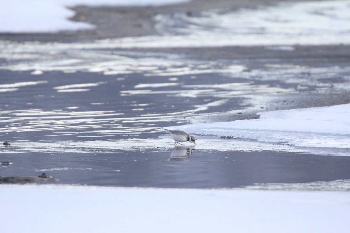 Long-billed Plover - ML646444873
