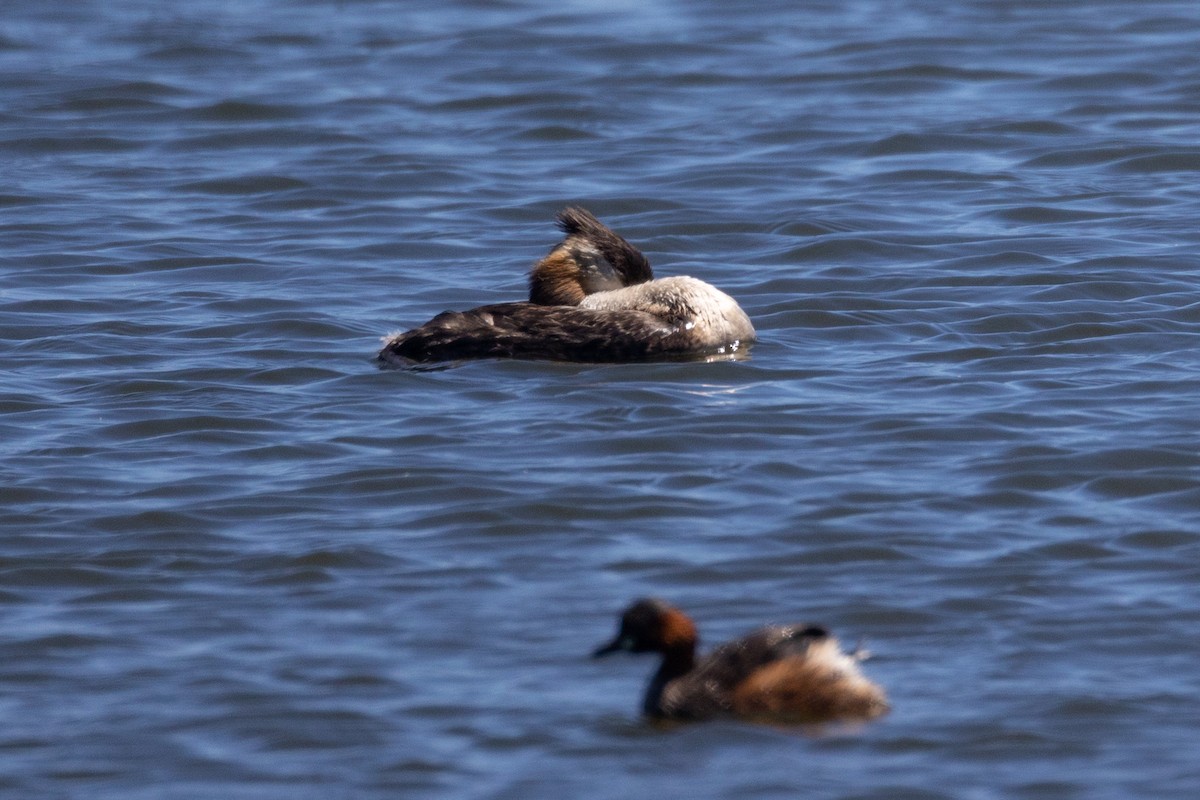 冠鸊鷉 - ML646444874