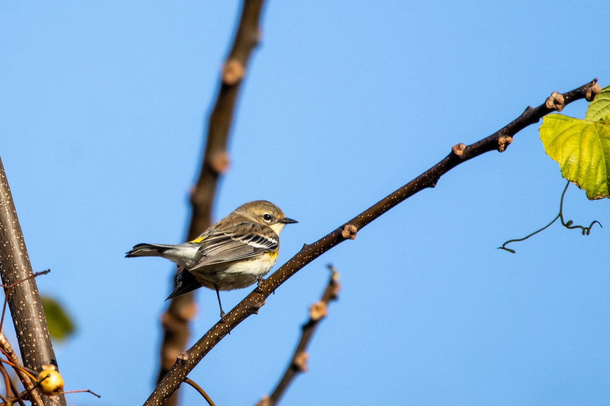 Yellow-rumped Warbler - ML646444875