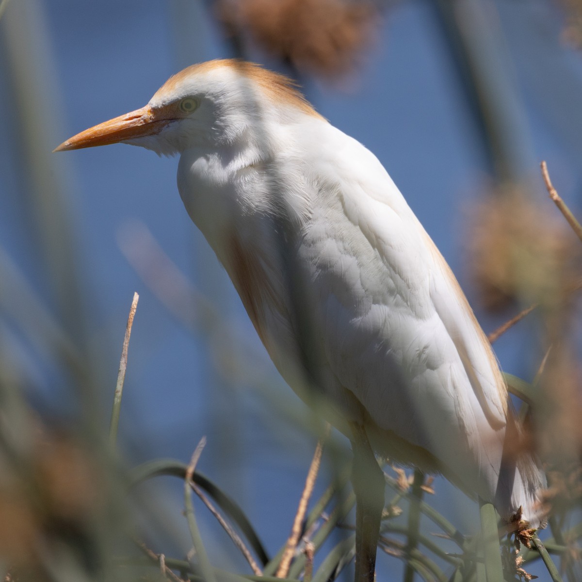 Western Cattle-Egret - ML646444876