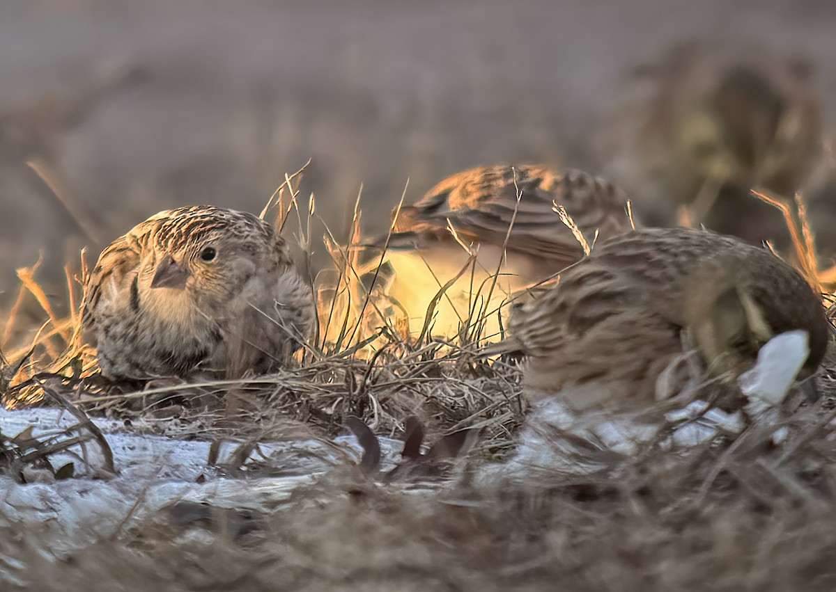 Chestnut-collared Longspur - ML646444878