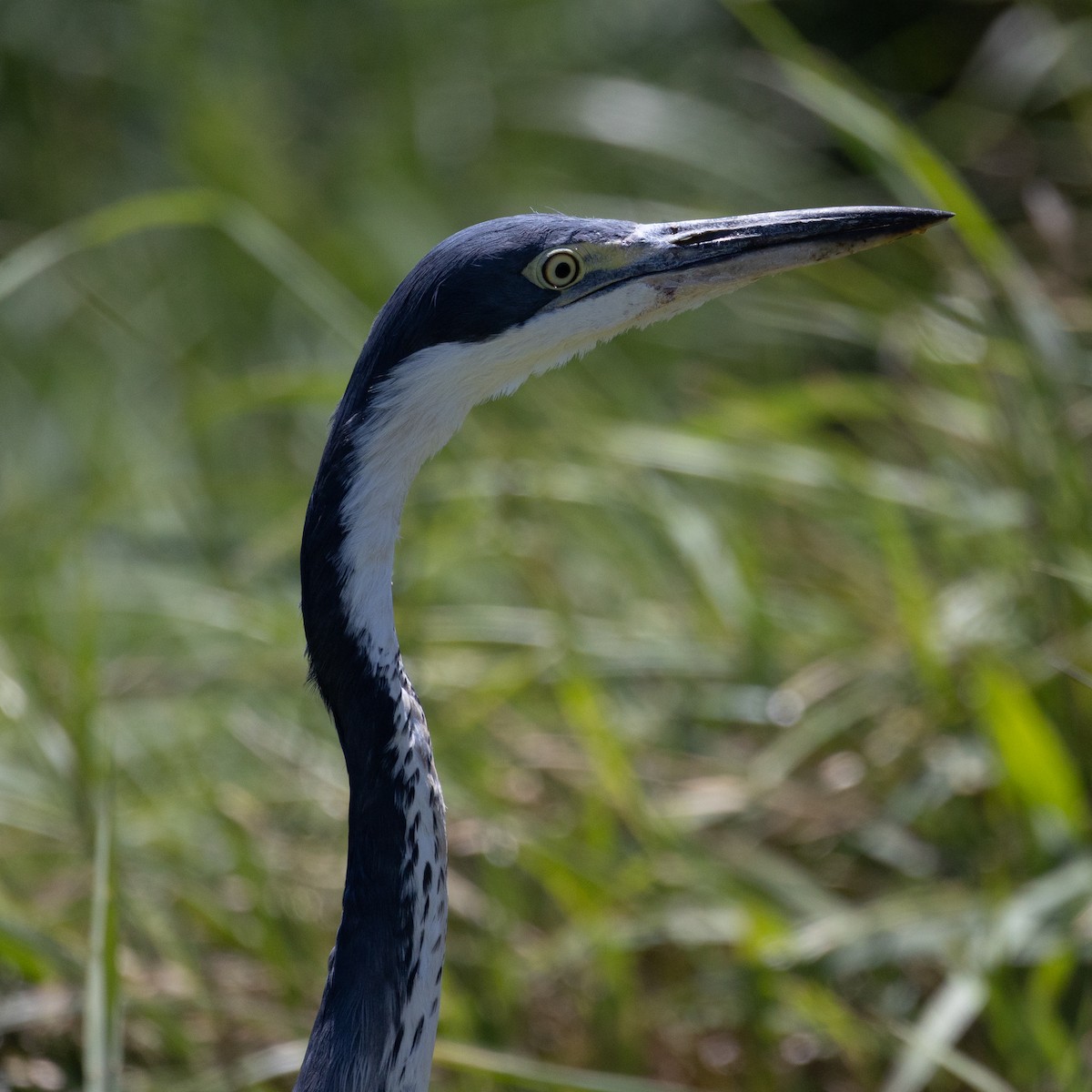 Black-headed Heron - ML646444879