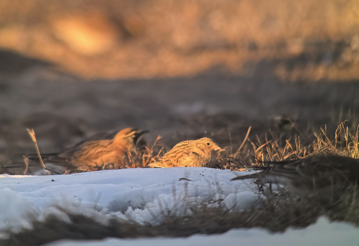 Chestnut-collared Longspur - ML646444881