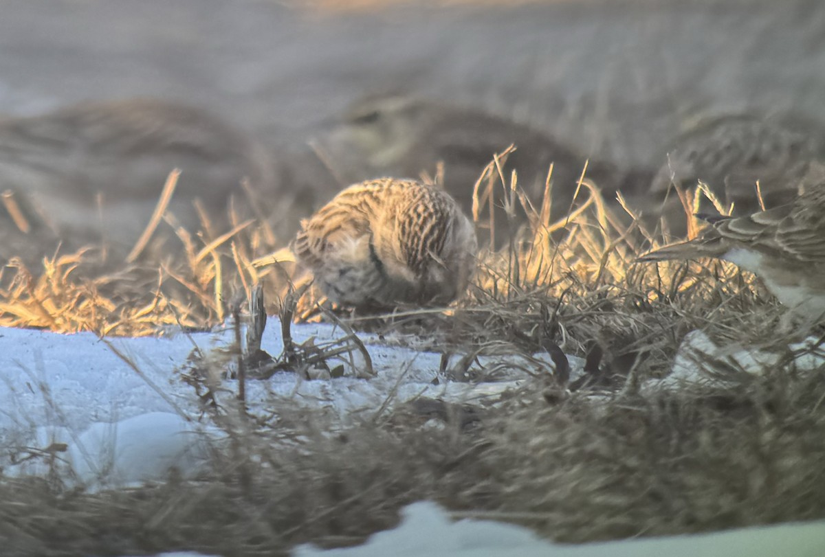 Chestnut-collared Longspur - ML646444882