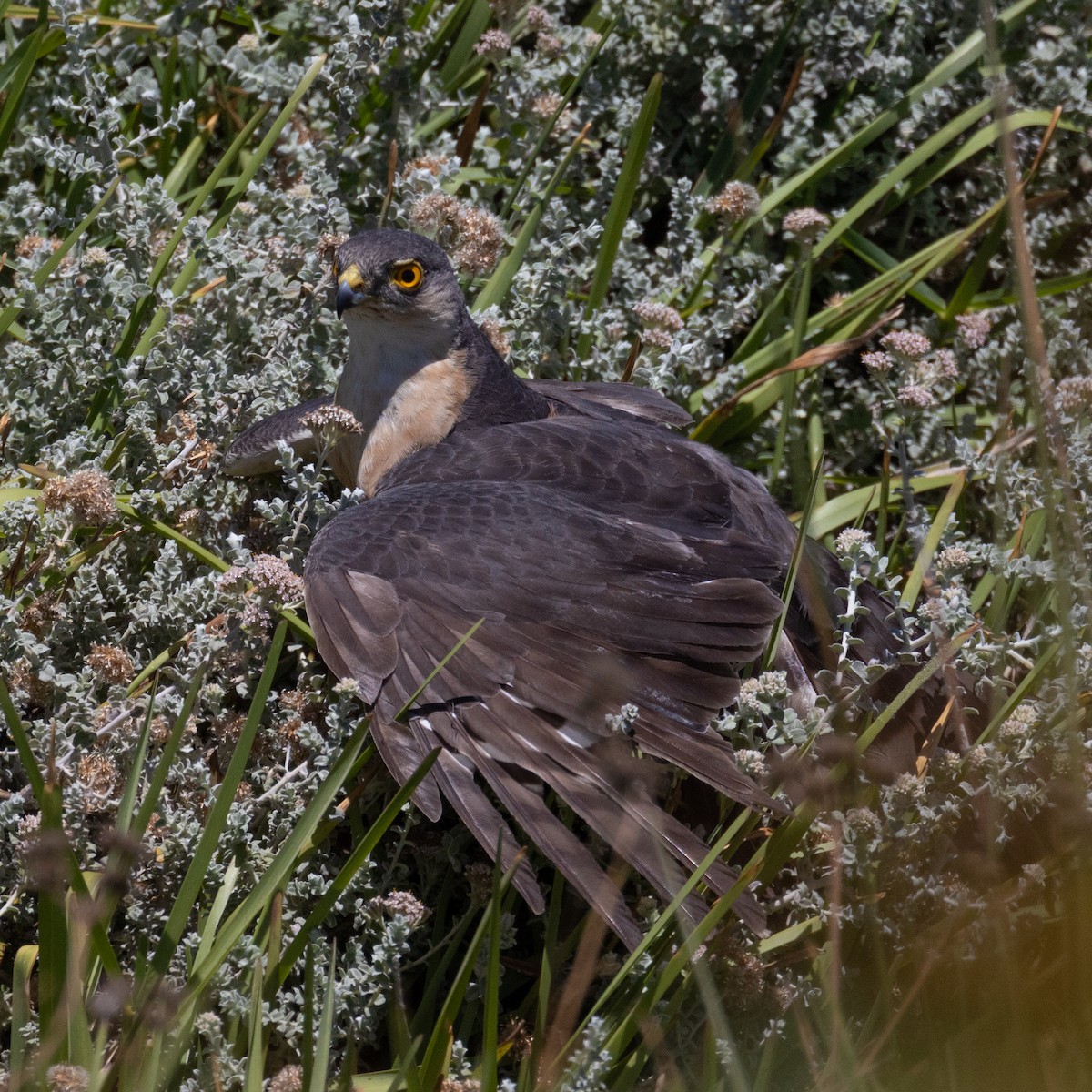Rufous-breasted Sparrowhawk (Rufous-breasted) - ML646444883