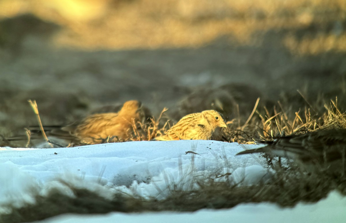 Chestnut-collared Longspur - ML646444884