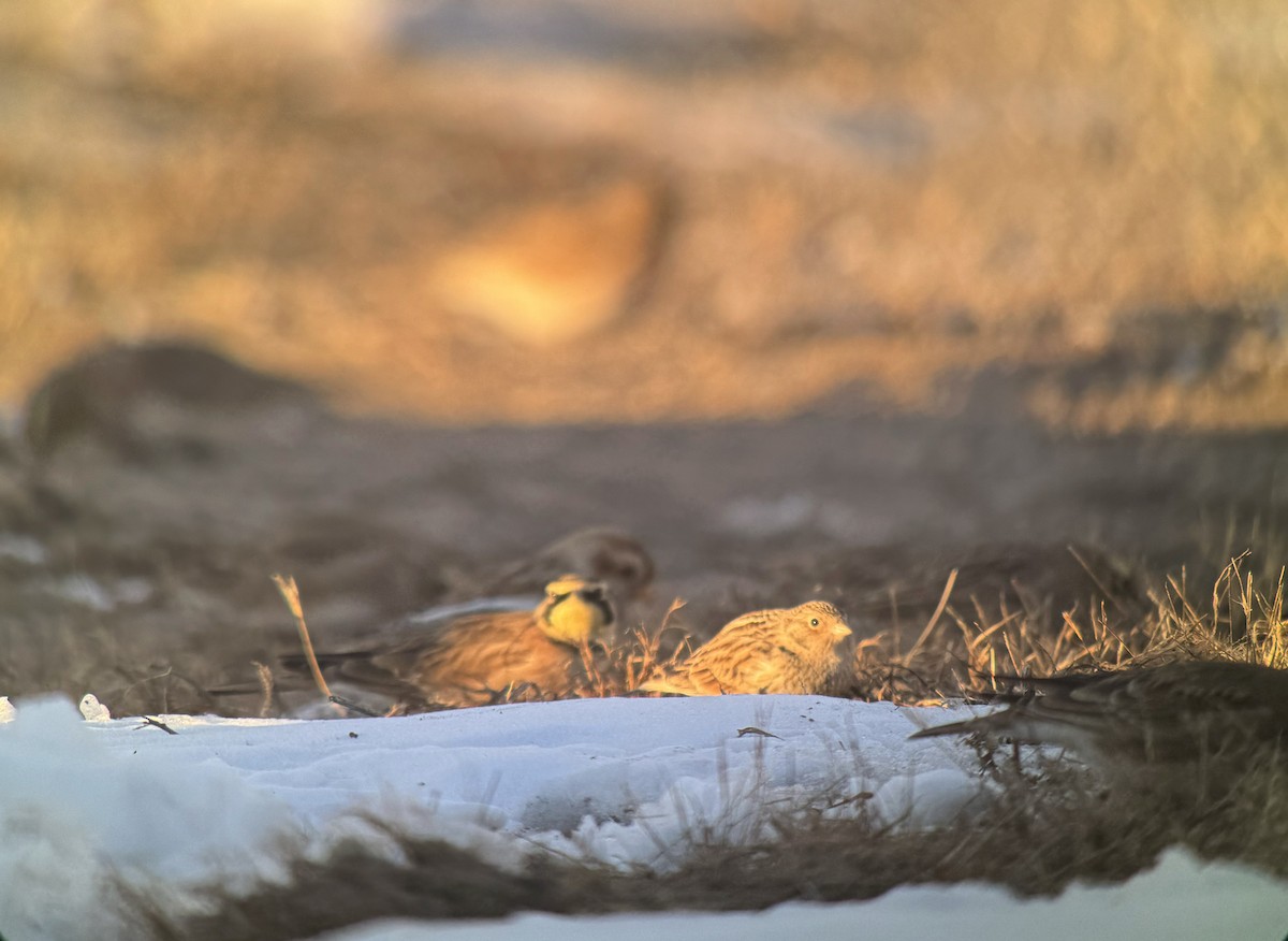 Chestnut-collared Longspur - ML646444885