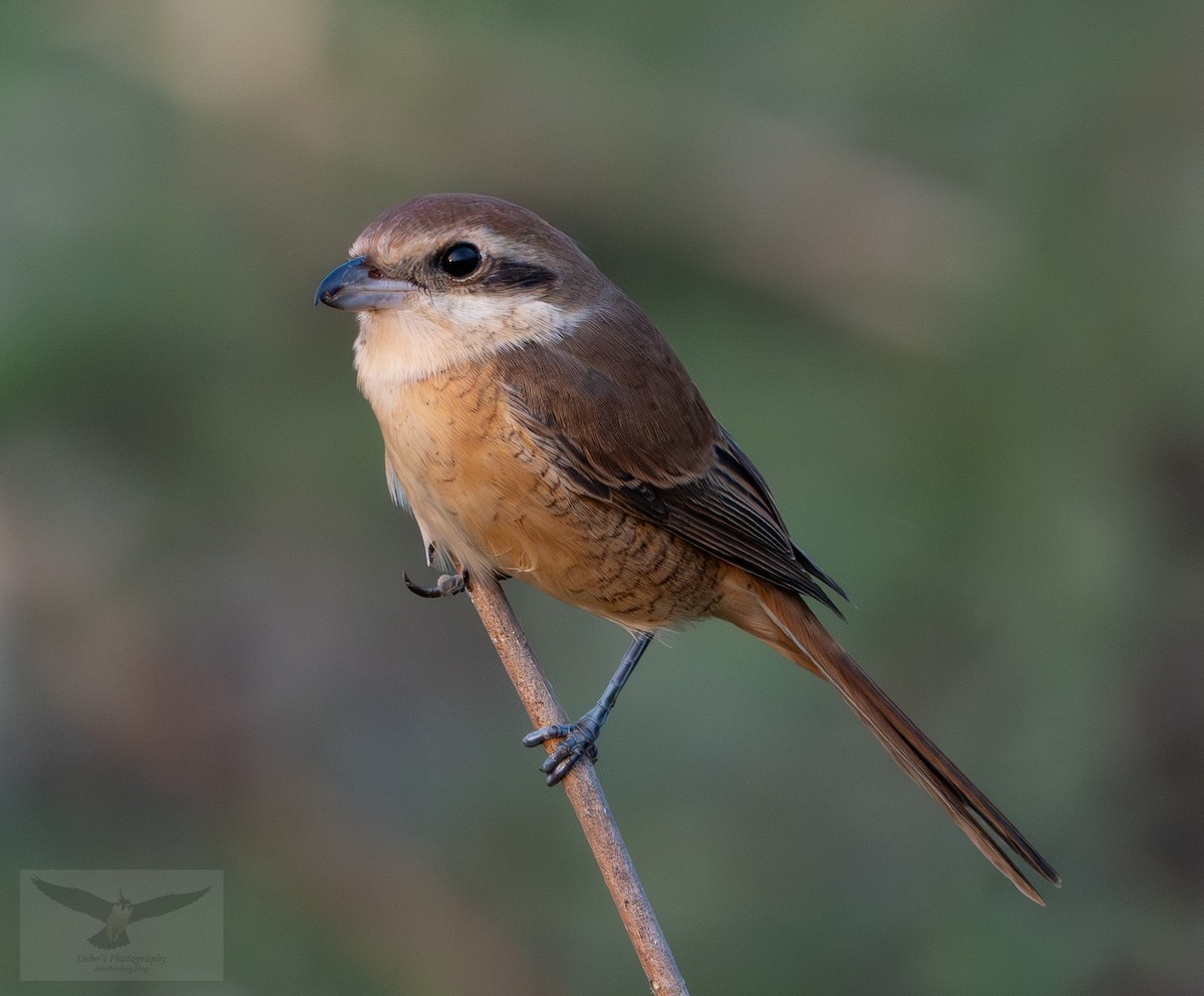 紅尾伯勞 - ML646444887