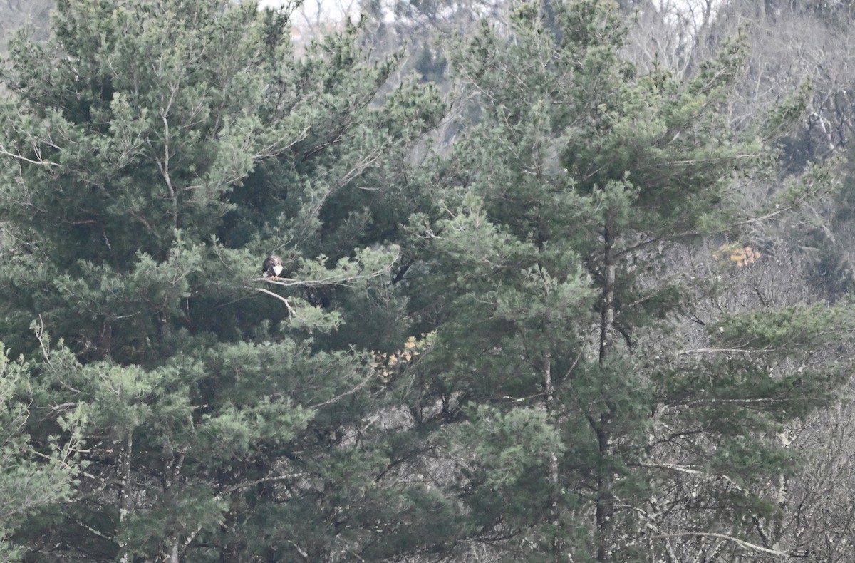 Bald Eagle - ML646444888