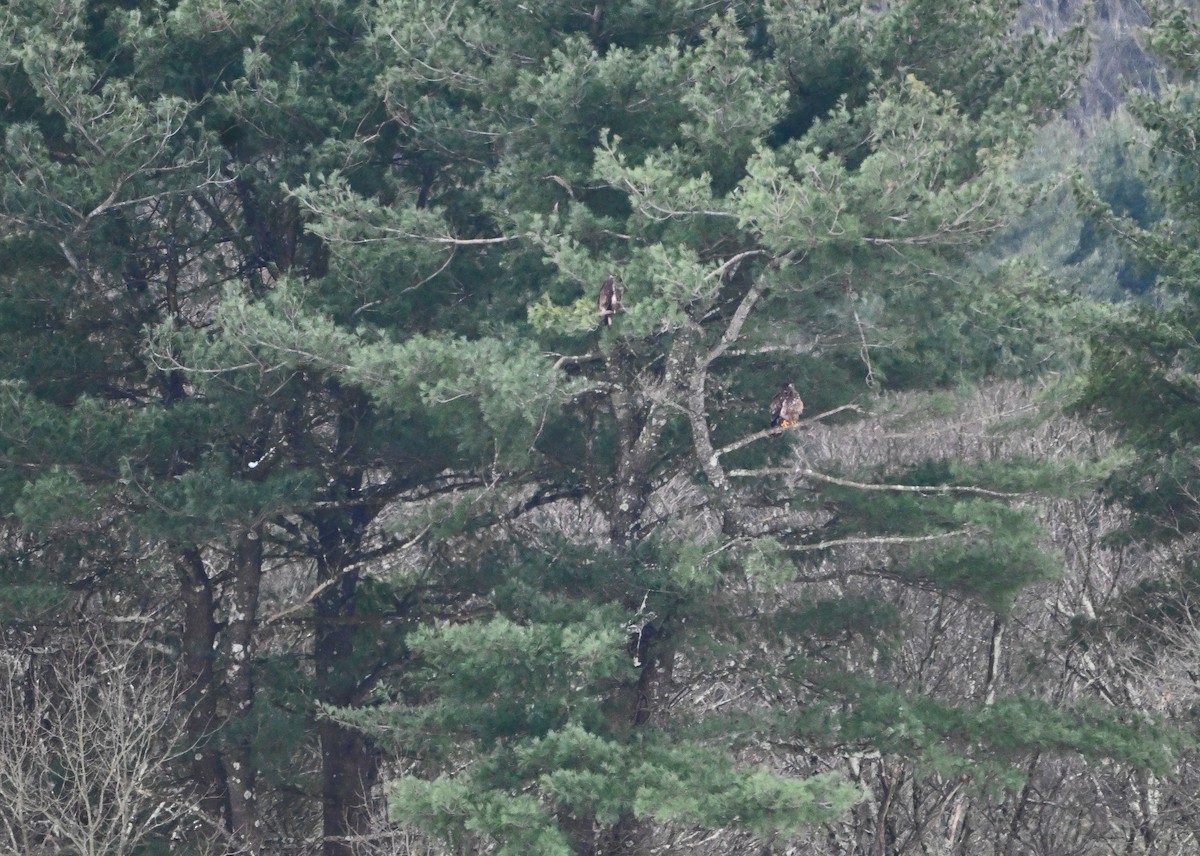 Bald Eagle - ML646444889