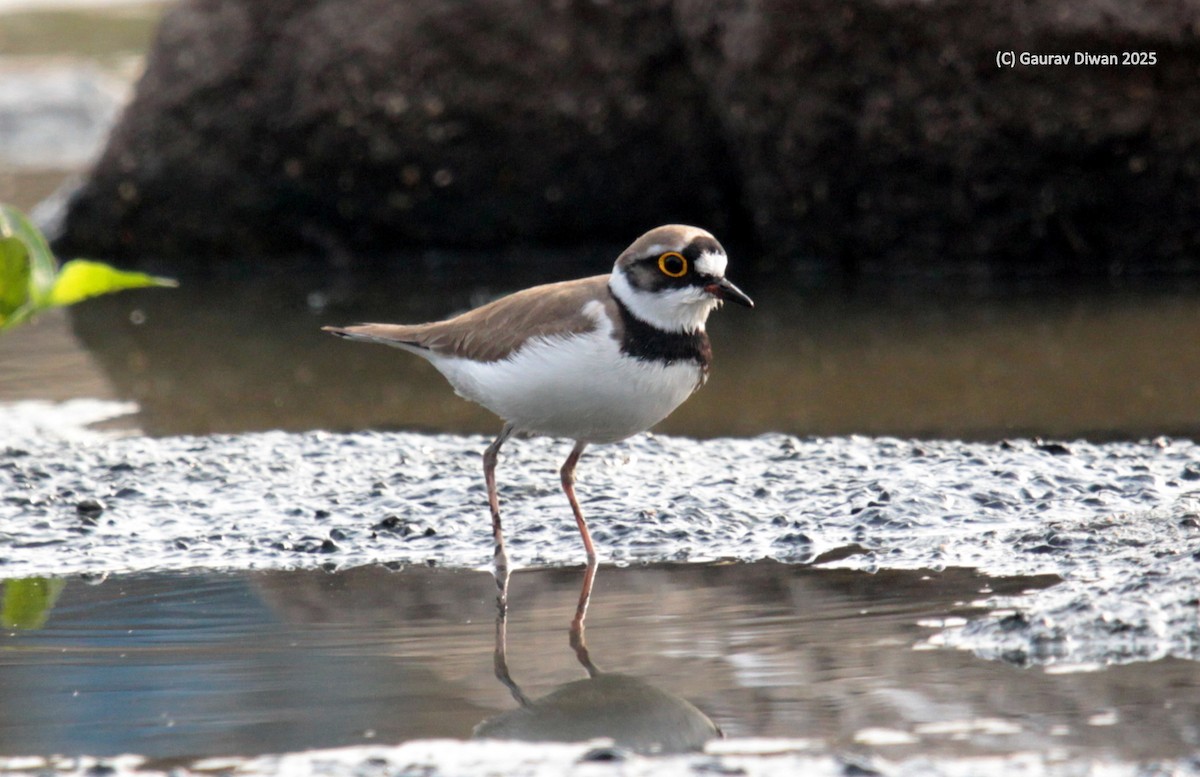 小環頸鴴 - ML646444890