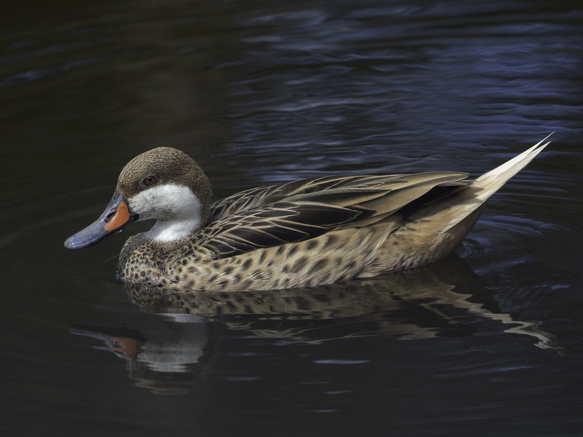 White-cheeked Pintail - ML646444891