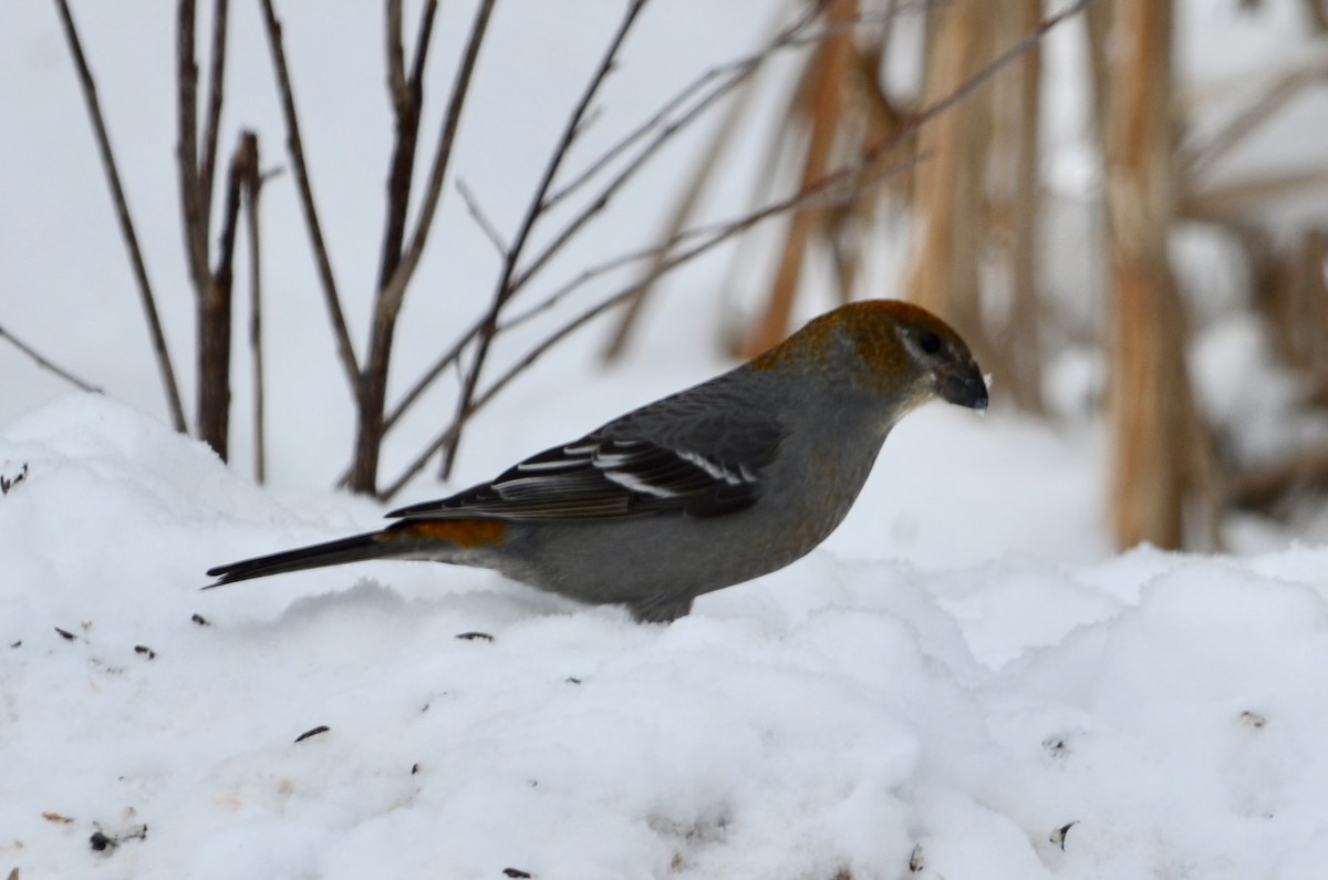 Pine Grosbeak - ML646444892