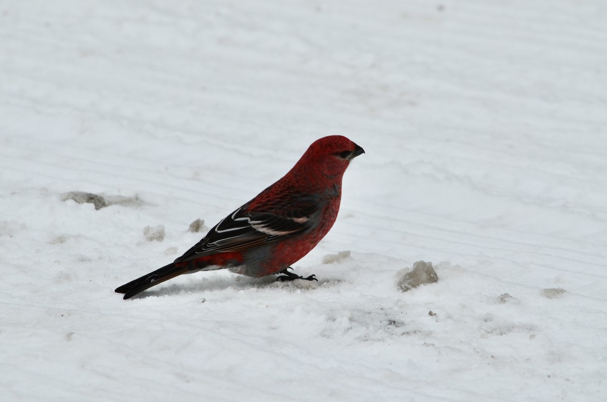 Pine Grosbeak - ML646444893