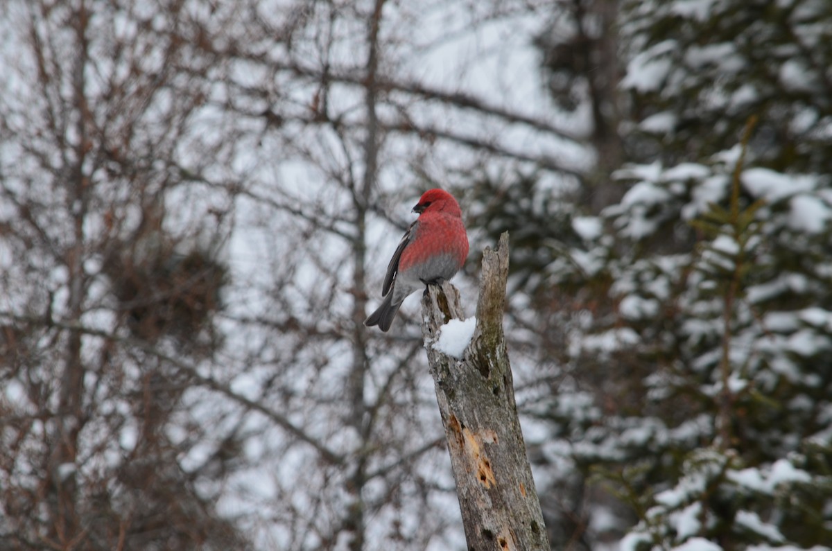 Pine Grosbeak - ML646444894