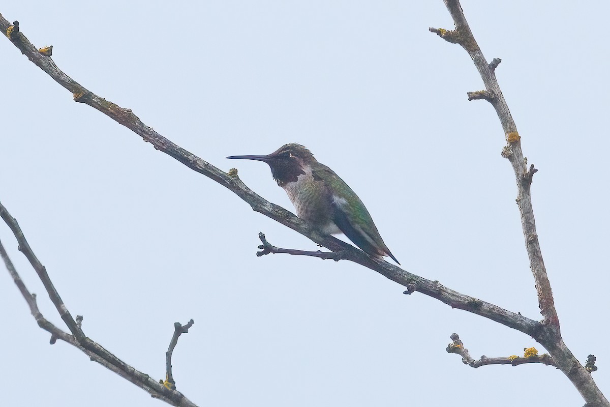 Anna's Hummingbird - ML646444895