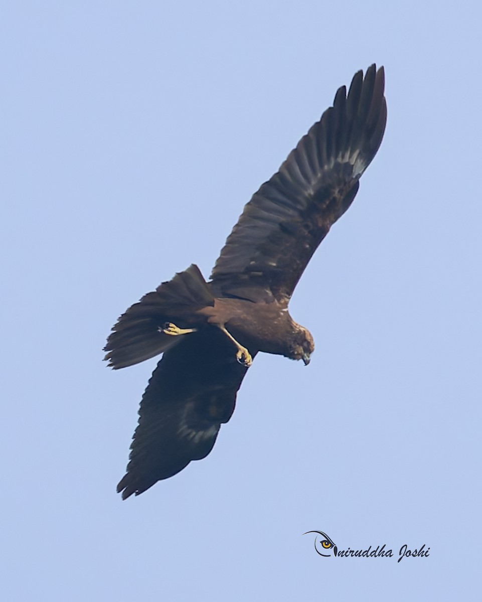 西方澤鵟 - ML646444896