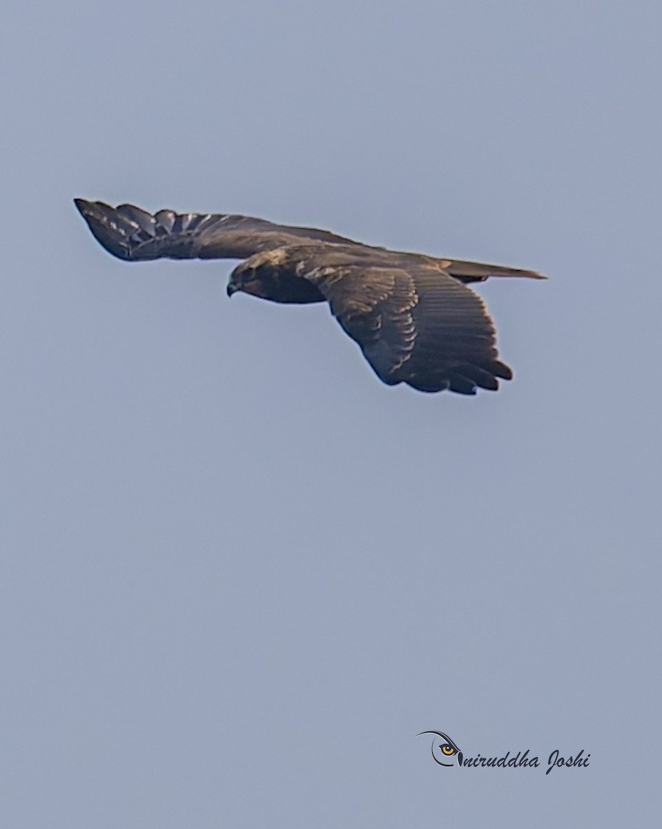 西方澤鵟 - ML646444897