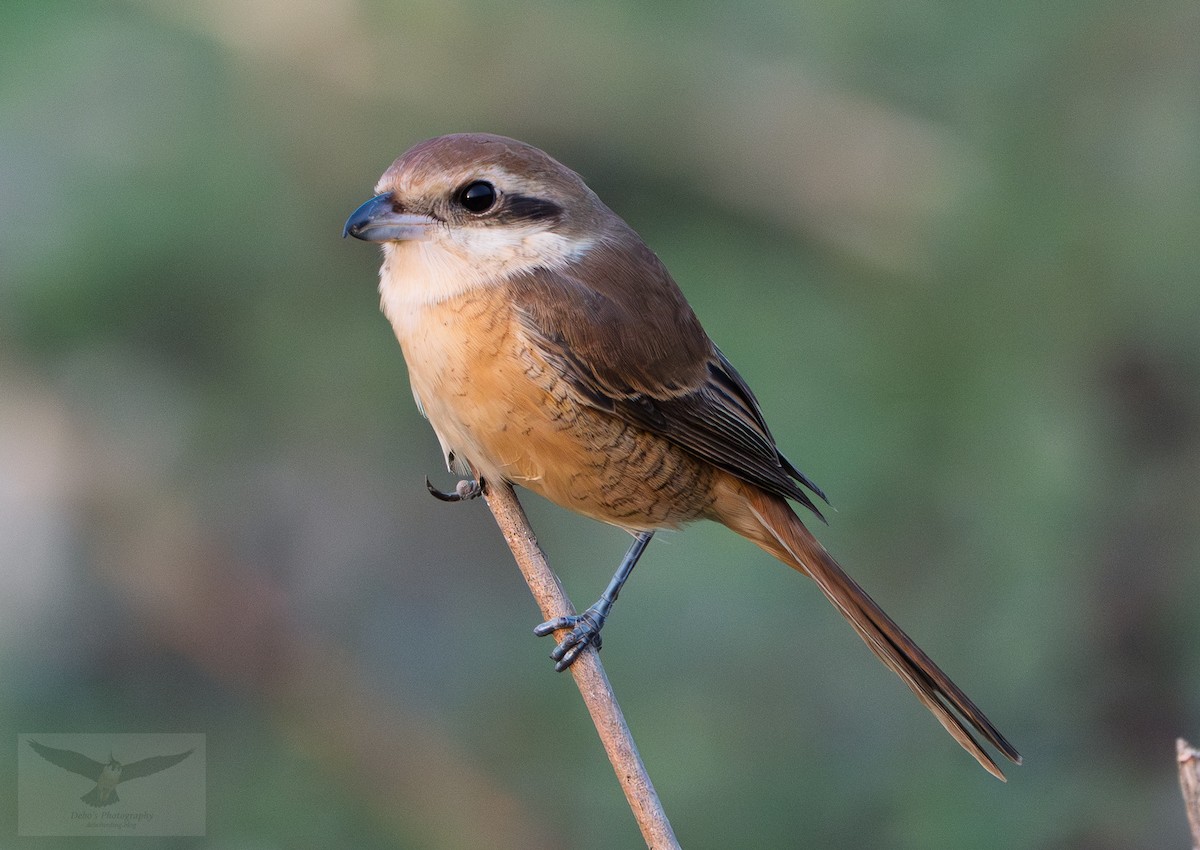 紅尾伯勞 - ML646444899