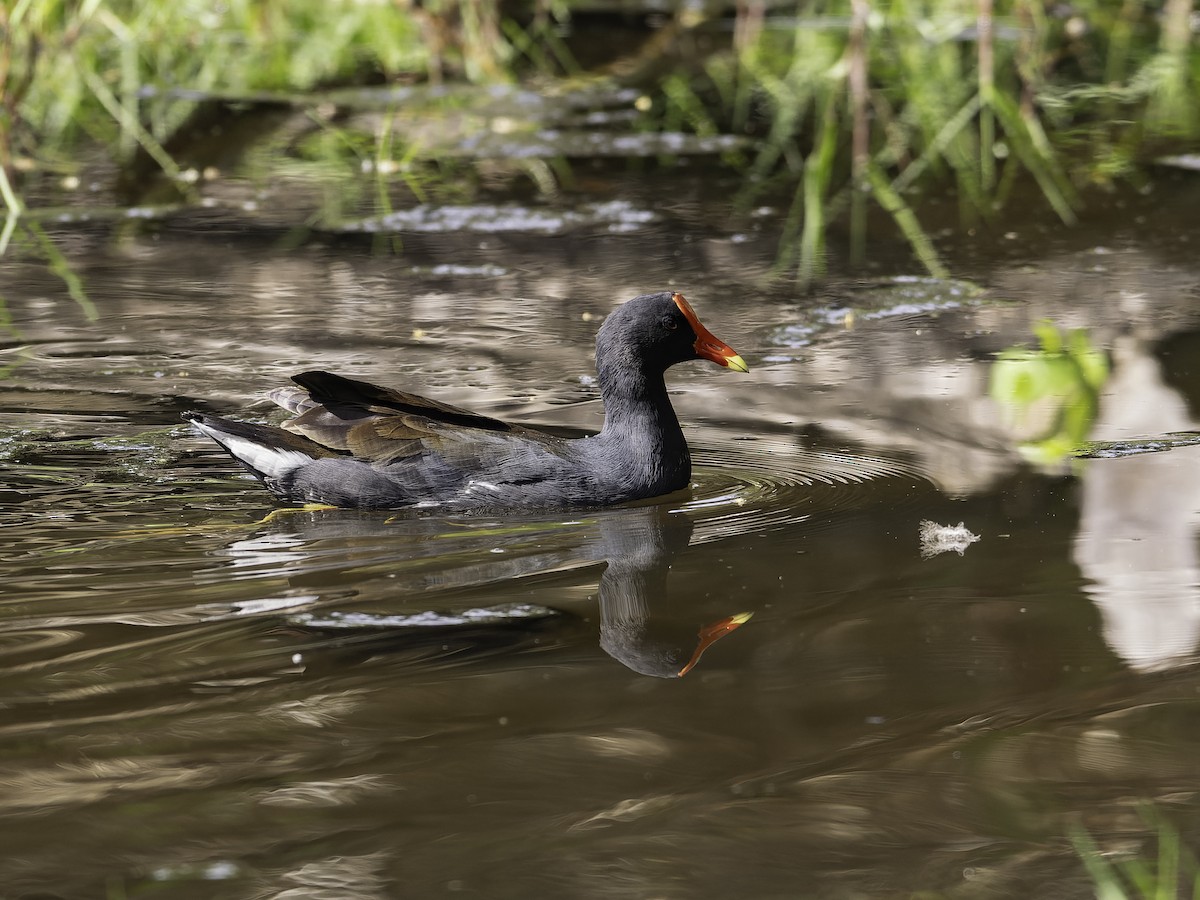 Common Gallinule - ML646444900