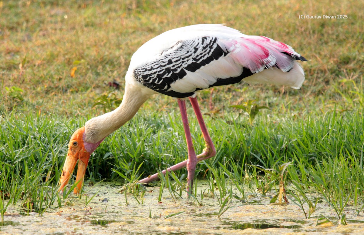 Painted Stork - ML646444901