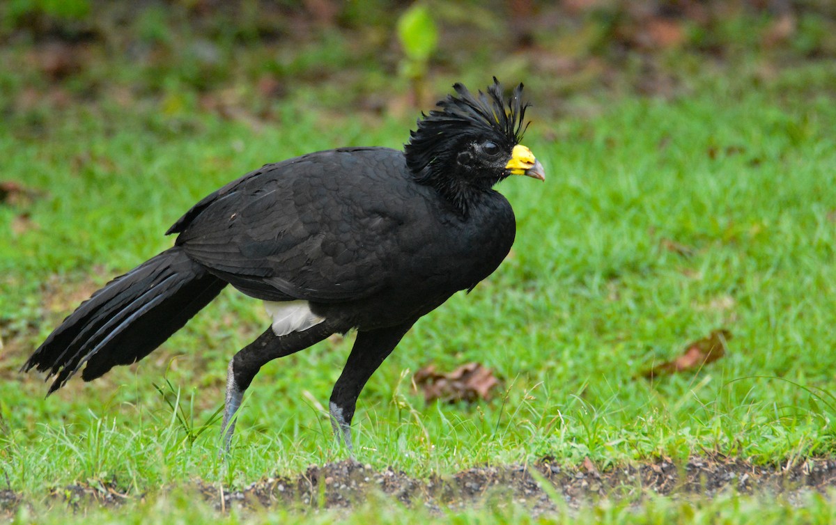 Great Curassow - ML646444902
