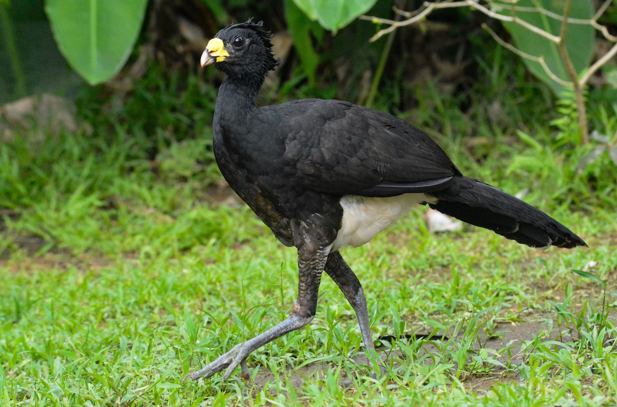 Great Curassow - ML646444903