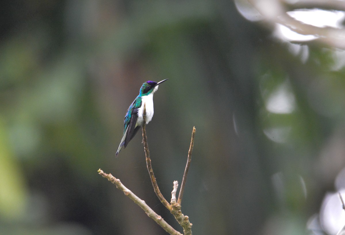 Purple-crowned Fairy - ML646444904